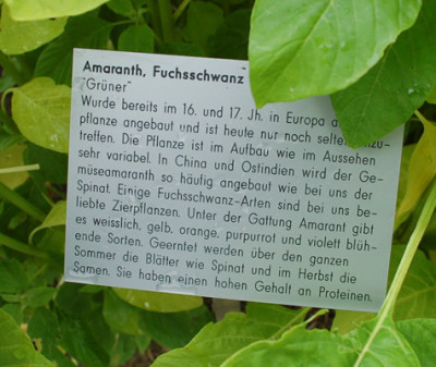 Amaranth__53312_89.jpg
