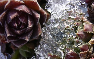 sempervivum3.JPG