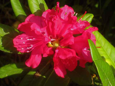 Rho._Weinlese_IMG_3697.jpg