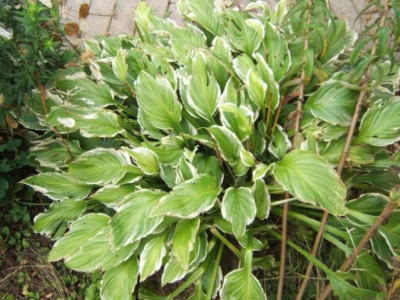 DSCF3119.JPG