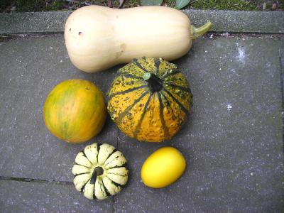 KurbisseundMelonen.jpg