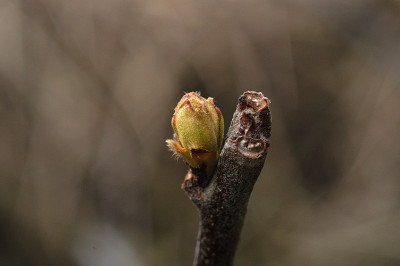 quittenknospe_N10603.jpg