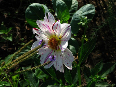 dahlia_selbst-ist-der-mann2009_zg.jpg