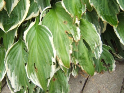 Weiran-Hosta_September1.JPG