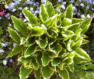 Weirand-Hosta.JPG