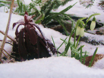 Galanthus_Euphorbie.jpg
