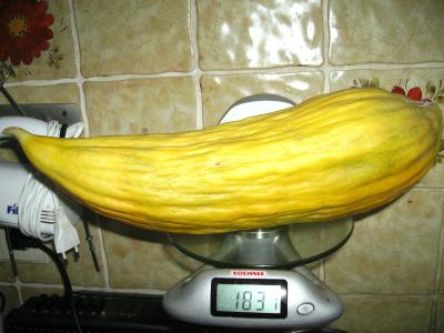 Cmbanana.jpg