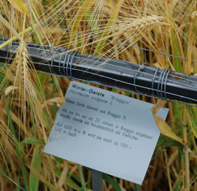 Hordeum_vulgare_Braggio__53291_86.jpg