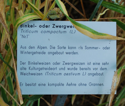 Triticum_compactum__53293_89.jpg