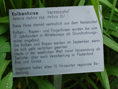 Setaria_italica_ssp_italica_Verzascatal__53310_89.jpg