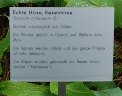 Panicum_miliaceum__53314_89.jpg