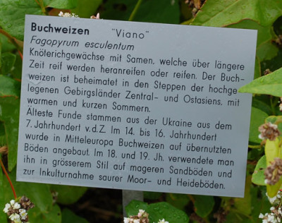Fagoyrum_esculentum_Viano__53308_86.jpg
