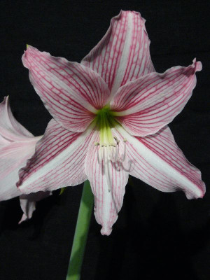 Hippeastrum_Mrs._Garfield_2_1000x800_80KB.jpg