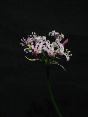 Nerine_masonorum_1000x800_80KB.jpg
