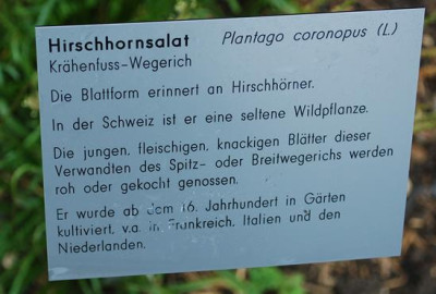 Plantago_coronopus__53296_92.jpg
