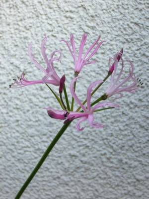 Nerine_filifolia_1000x800_80KB.jpg