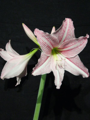 Hippeastrum_Mrs._Garfield_1_1000x800_80KB.jpg