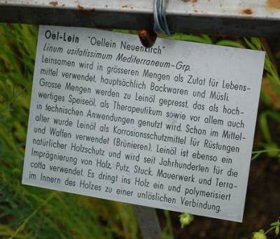 Linum_usitatissimum_Oellein_Neuenkirch__53281_89.jpg