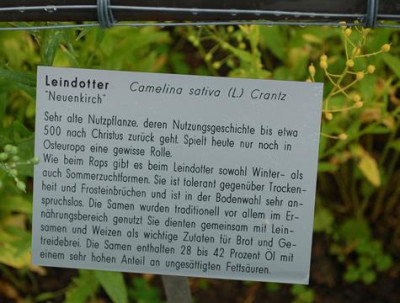 Camelina_sativa_Neuen_kirch__53283_92.jpg