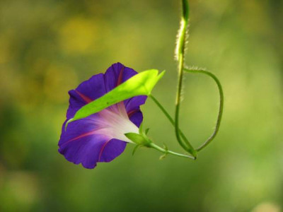 ipomoea_solitar.jpg
