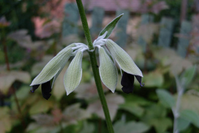 Salviadiscolor6.jpg