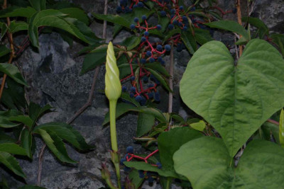 Ipomoea_alba_Knospe.jpg