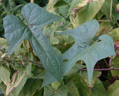 Ipomoea_alba_Blatt_Pfeilform.jpg