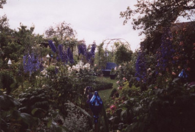 Rittersporne_hinterer_Gartenteil.jpg