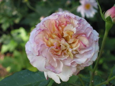 Herkules_Rosa_Bluten_Sept_09.jpg