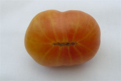 Ananastomate_07.09.2009.61.JPG