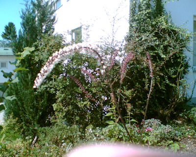 Bild003.jpg