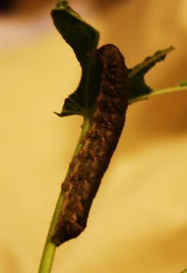 IMG_4597.JPG