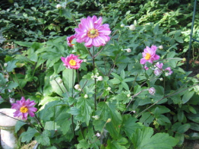 Pamina_September_09_.jpg