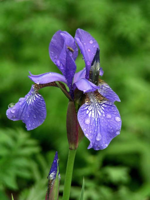 Iris_sibirica.jpg
