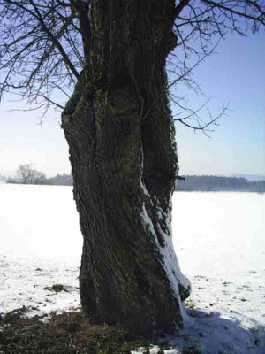 D_Stamm_alter_Birnbaum.JPG
