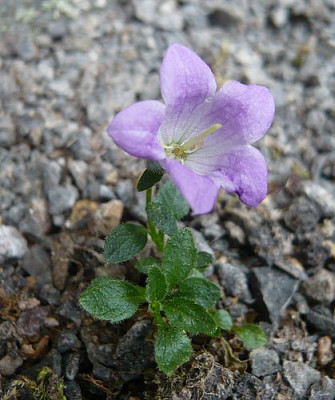 Campanula_morettiana_fars_2009.jpg