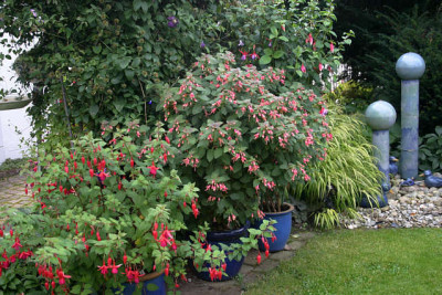 Fuchsien3209.jpg