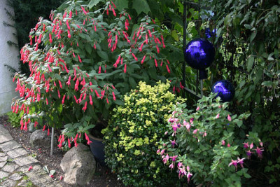Fuchsien3309.jpg