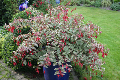 Fuchsie_Thom_West0409.jpg