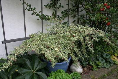 Fuchsien3009.jpg