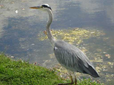 reiher3.JPG