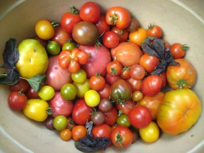 NochvieleTomaten.jpg