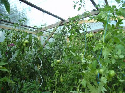 Tomatendschungel.jpg