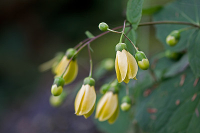 Kirengeshoma-Sep1109.jpg