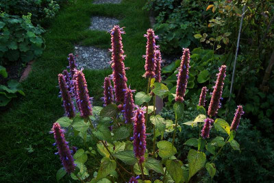 agastache_saemling2009_zg.jpg