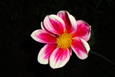 dahlia_zg2009_sidm2.1.jpg