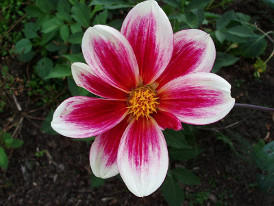 dahlia_zg2009_sidm2.2.jpg
