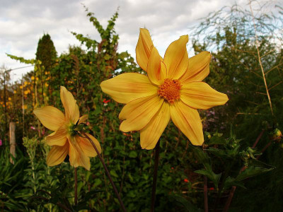 dahlia_zg2009_sidm3.jpg