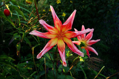 dahlia_hyscent11092009_zg.jpg