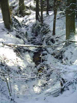 S_Weiler_Bach3.JPG